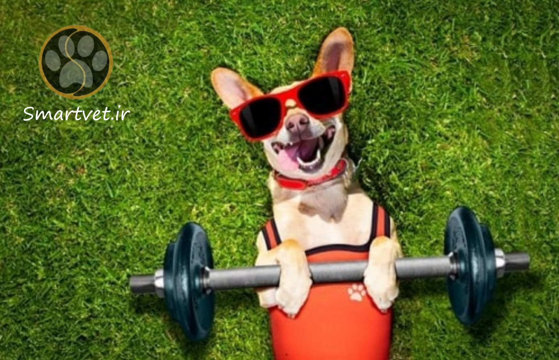 رژیم غذایی سالم و ورزش برای توله سگ